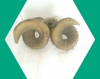 Ram Horns Untreated Folk Art
