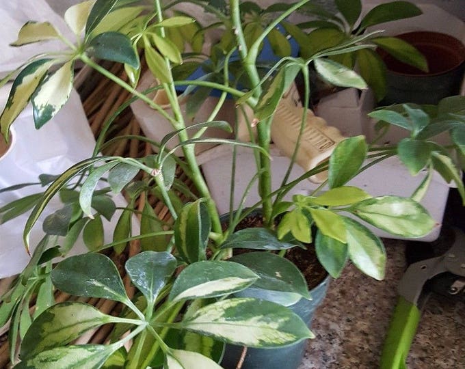 Variegated Arboricola schefflera Dwarf Hawaiian Umbrella Ship in 3