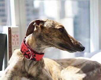 1.5" Martingale collar, fancy dog collar, Greyhound collar, Saluki collar, Galgo collar, Whippet collar, sight hound collar