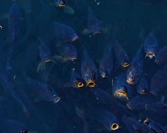 Paris France Fish at Versailles European Travel Fine Art Photography Print