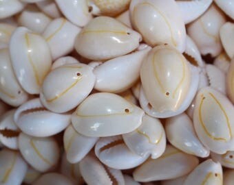 250 cowries cowries free 250 plus 500 cowries with hole 1 1/2 cm - 2.5 cm 12 mm - 25 mm