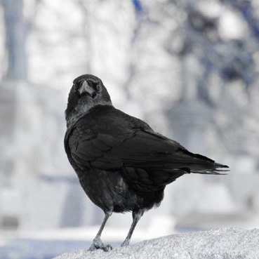 Crow photographs with a Gothic dark aged nature mix. by gothicrow