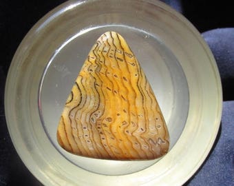 25% OFF Sale Hell's Canyon Petrified Wood Cabochon