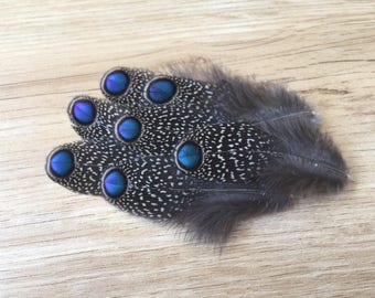 RARE Peacock Pheasant Feathers - super rare extraordinary eyed iridescent exotic pheasant feathers