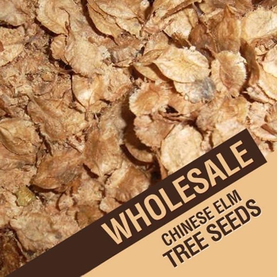 Wholesale Chinese Elm Tree Seeds Ulmus Parvifolia