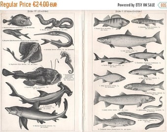 ON SALE Fishes, Fish Map, Antique Lithograph Print, Freshwater, Sea, Illustrations