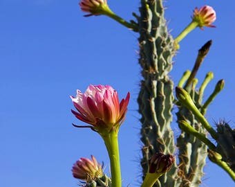 Mexican Ghost Pipe Cactus (Stenocereus thurberi), Live Plant in 4" Ecofriendly Biodegradable Coconut Fiber Pot
