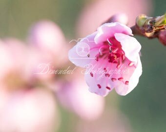 Photo of a Fleur de fish on Alu Dibond