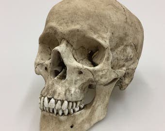 Human Skull Replica with lower mandible Full Size