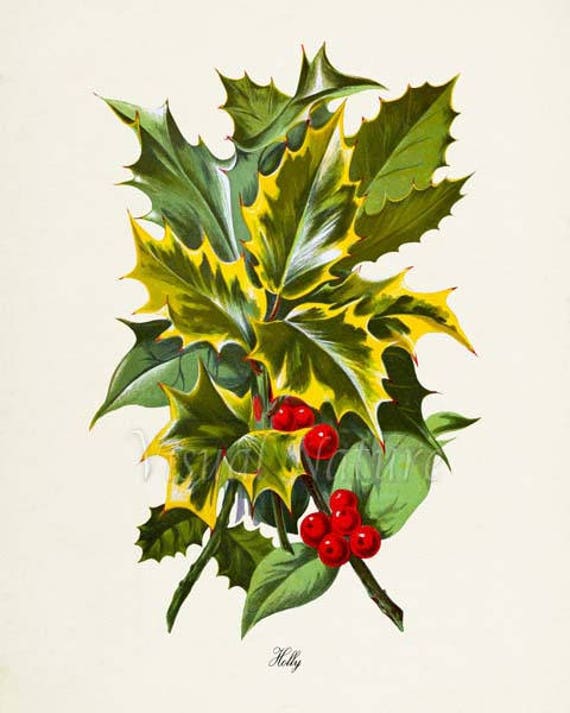 Holly Art Print Botanical Art Print Wall Art Botanical