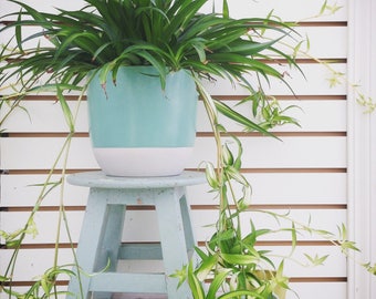 Spider Plant Babies (5)