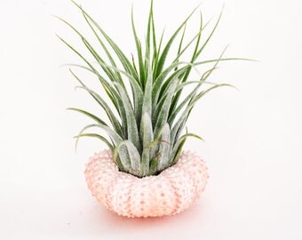 Air Plant Jellyfish, Sea Urchin Air Planter, Cute Desk Accessories, Housewarming Gift, Beach Nautical Decor, Air Plant Holder, Coworker Gift