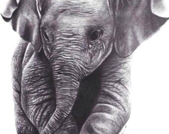 Elephant Pencil Drawing Fine Art Signed Print