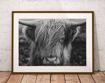 Highland Cow Black and White Print