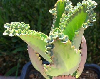 Succulent Plant 'Mother of thousands" Kalanchoe crenato-daigremontiana