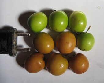 Ziziphus Spinosa (astringent-sweet) - 6 seeds