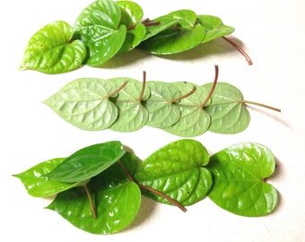 20 Fresh LEAVES of Chewing Betel Leaf , Piper Betle- la Trau - for chewing with betel areca nut. M180