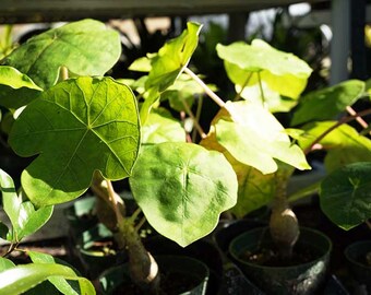 Jatropha Podagrica Plants 4" Pot