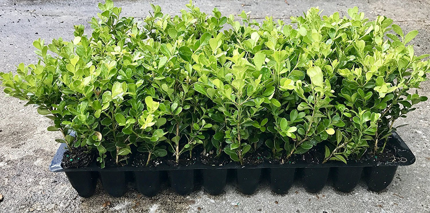 Japanese Boxwood Live Plants Buxus Sempervirens Fast Growing