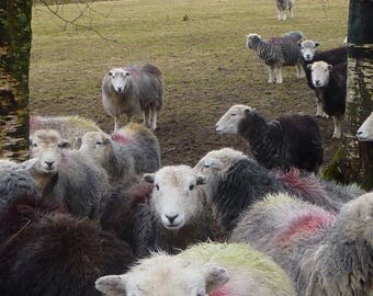 Herdwick Sample Bag