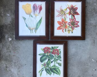 Set of 3 Framed Floral Prints Flowers and Berries Timber Framed Art Prints