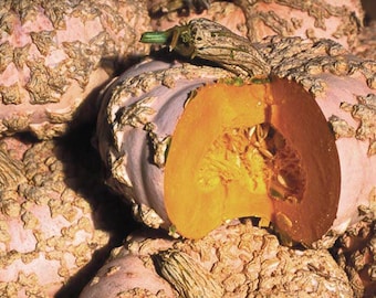 Galeux d ' Eysines Pumpkin Squash 10 Seeds Vegetable Organic