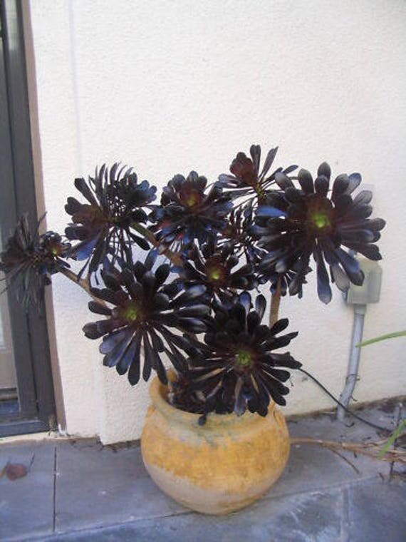 TWO 2 5 Cuttings Black Rose Aeonium arboreum