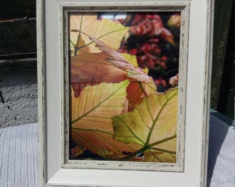 framed maple leaf