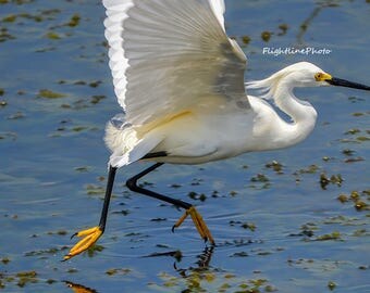 Snowy Egret Landing in a Pond