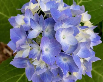 Vintage French Blue Hydrangea Printable Digital Image: