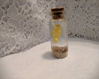 Seahorse in a bottle