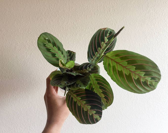 Maranta Red Prayer Plant, Easy to Grow House Plant Indoor Plant Office Plant Easy Care House Plant Gift Red Maranta Plant Bedroom Plant