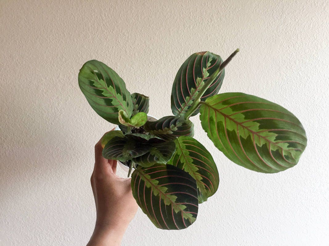 Maranta Red Prayer Plant Easy to Grow House Plant Indoor