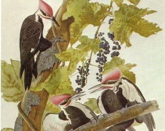 Pileated Woodpecker Audubon Natural History Portfolio Print John James Audubon Bird Print - to Frame or Use In Paper Arts PSS 2159
