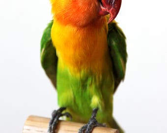 Taxidermy Real Bird Lovebird