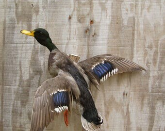 Mallard Drake - Duck - Flying Left - Captive Bred - Mount - Taxidermy