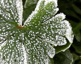 Frozen wild plant print photography
