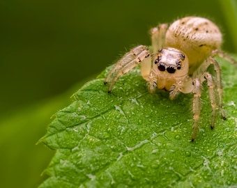 Jumping Spider Keychain Spider Anatomy Articulating