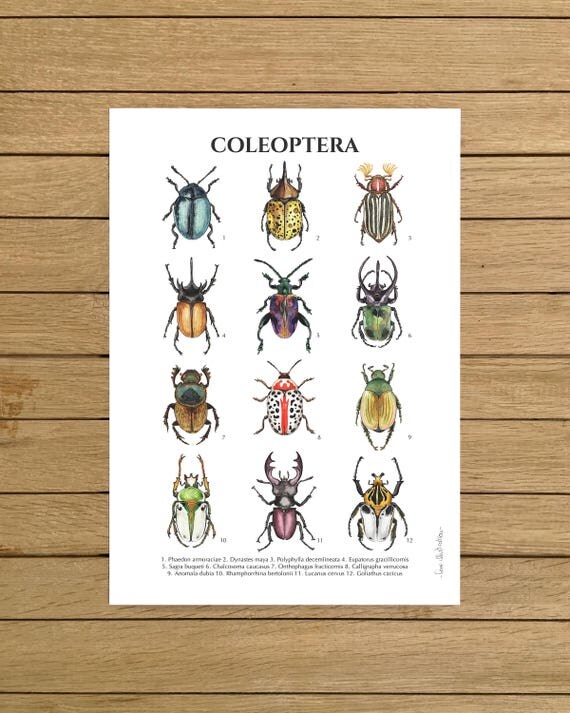 Beetles Insects Coleoptera Beetle Poster Giclee Print