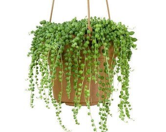 String of Pearls aka Senecio Rowleyanus Live Plant Fit 6" Pot Hanging Succulents Succulent Terrarium Plants Exotic Succulent Basket