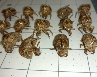 15 cicada shells for crafting or Halloween decoration all natural and cruelty free