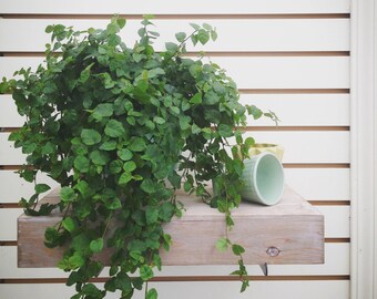 Ficus pumila Creeping Fig Cuttings (5)