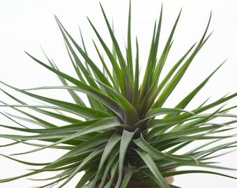LARGE Air Plant Tillandsia Montana Black, Colorful Air Plant, Terrarium Plants, Air Plant Terrarium, Airplant, Hanging Air Plant, Dorm Decor