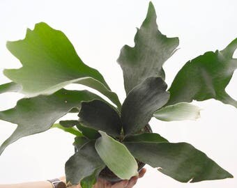 LARGE Staghorn Fern, Unique Plant House Plant, Rare Houseplant, Wall Plant Platycerium Lemoinei Hanging Plant Unmounted French Staghorn Fern
