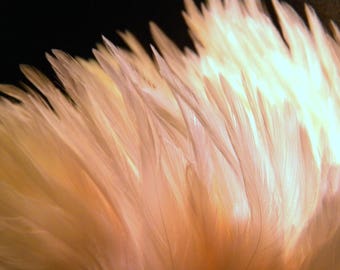 10 natural feather - 10 to 16 cm-white - like 57