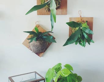 Staghorn Fern on Cedar Plaque (small)