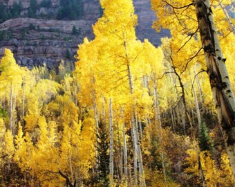 Vail majesty