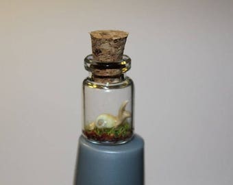Tiny Wee Snail In A Bottle Made In Scotland