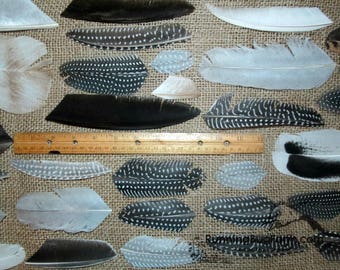 Cruelty Free Feathers Trimmed Bird Feathers Guinea Turkey Feather Chicken Real Loose Natural Feathers Wholesale Feather Assortment / 47