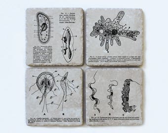 Protozoan coasters, BIOLOGY gift, MICROBIOLOGY, science, nerdy